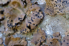 Umbilicaria muhlenbergii