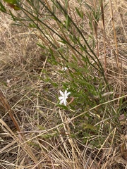 Jasminum multipartitum