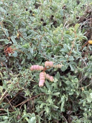 Prosopis reptans