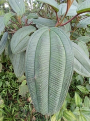 Miconia sintenisii