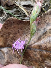 Liatris pilosa