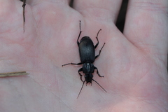 Pterostichus melanarius