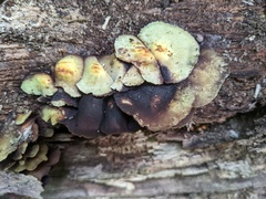 Hypholoma subviride