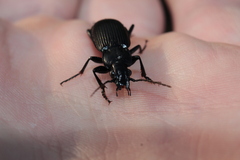 Pterostichus melanarius
