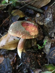 Xerocomus subtomentosus