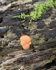Lycogala epidendrum