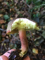 Xerocomus subtomentosus