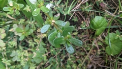 Schizocerella pilicornis