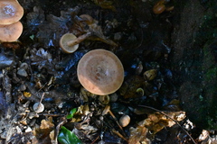 Lactarius glyciosmus