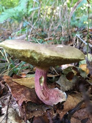 Xerocomus subtomentosus