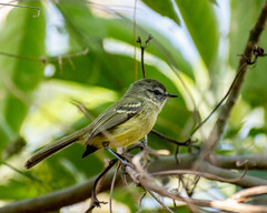 Phylloscartes ventralis