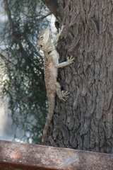 Laudakia cypriaca