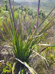 Aristea capitata