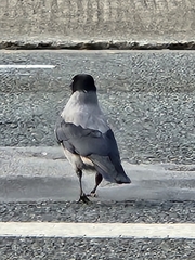 Corvus cornix
