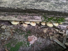 Hypholoma subviride