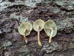 Hypholoma subviride