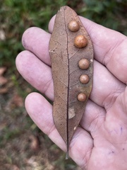 Belonocnema treatae