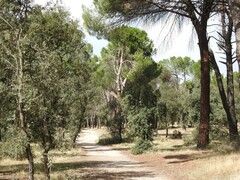 Pinus pinea
