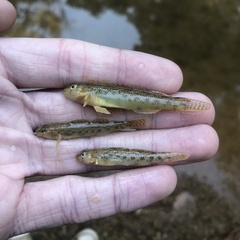 Etheostoma olmstedi