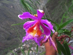 Sobralia dichotoma