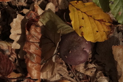 Cortinarius violaceus