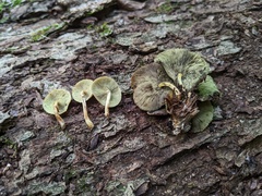 Hypholoma subviride