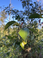 Pyrus calleryana