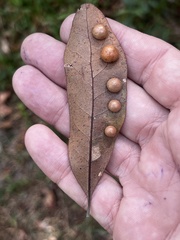 Belonocnema treatae