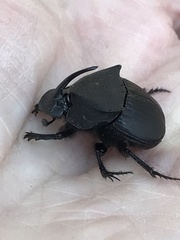 Phanaeus