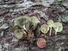 Hypholoma subviride