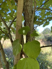 Cercis canadensis
