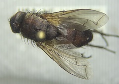 Tachinidae