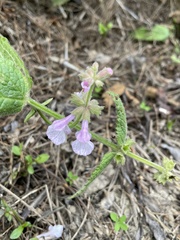 Stachys bullata