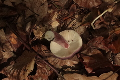 Cortinarius violaceus