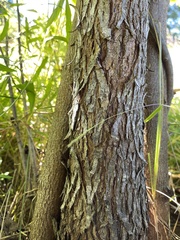 Cercis canadensis
