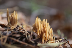 Phaeoclavulina eumorpha