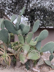 Opuntia lasiacantha