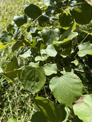 Cercis canadensis