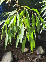Populus angustifolia