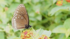 Euploea klugii