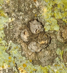 Andricus truncicolus