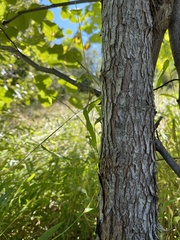 Cercis canadensis