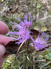 Liatris pilosa