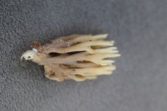 Phaeoclavulina eumorpha