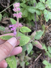 Stachys bullata