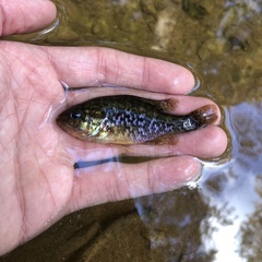 Lepomis gulosus