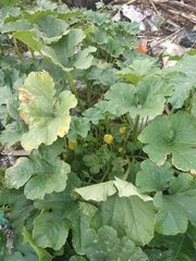 Cucurbita