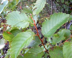 Alnus incana rugosa