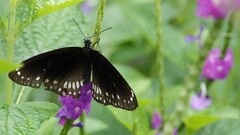 Euploea core