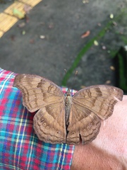 Junonia iphita